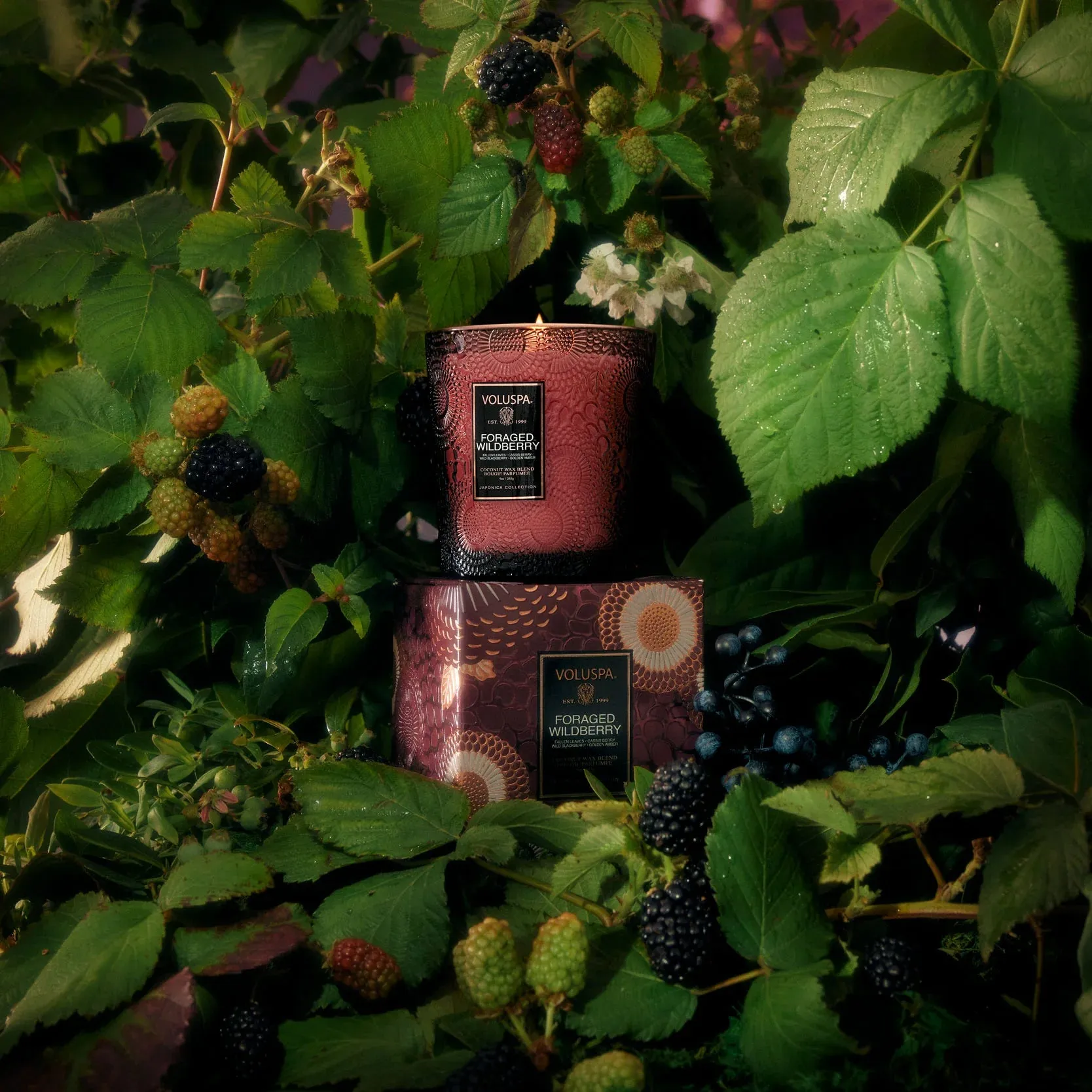 Classic Candle (Foraged Wildberry)