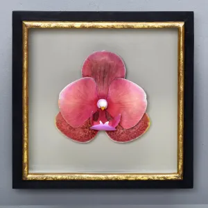 SURF SONG MOTH ORCHID SHADOW BOX